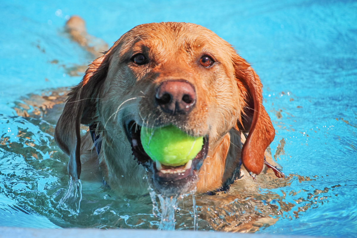 Tan Dog swimming in a pool holding a tennis ball in their mouth